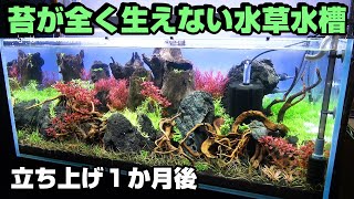 How to prevent moss from growing in a 120cm aquarium with aquatic plants! One month after setting...