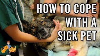 How to Look after YOU while dealing with a sick pet