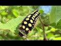 シロシタホタルガの幼虫【愛知県森林公園】