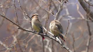 [4K]レンジャクの群れ　Japanesewaxwings