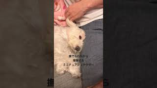 撫でられて爆睡しちゃうミニチュアシュナウザー