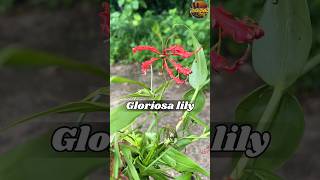 గ్లోరియోసాలిల్లీ #shorts #medicinal #youtubeshorts #flower #farming #agriculture #medicinal_plants