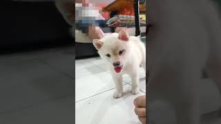 家裏的新柴犬寶寶 part.1 #shorts #doge