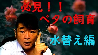 必見！ベタの飼育！とっても大事な事【ベタの何でも相談室】毎晩９時からライブやってます！