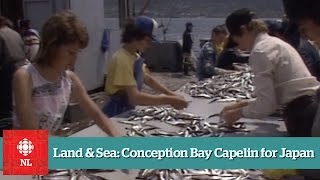 Land & Sea: Conception Bay Capelin for Japan