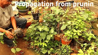 কিভাবে ছাঁটাই শাখা থেকে বংশবৃদ্ধি করা যায় || How to propagate from cuttings ||