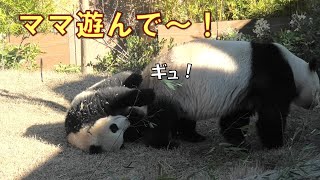 12/27シャオシャオがしがみついて必死の懇願！ママ僕に構ってよ～💦giantpanda @tokyo 上野動物園