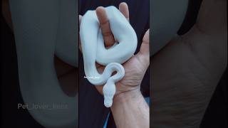 പാമ്പുകളുടെ നീലക്കണ്ണുള്ള സുൽത്താൻ 🧿 #ballpython #snake #shortvideo #shortfeed