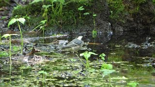 河口湖フィールドセンターのヒガラの水浴び　その２５（4K60P動画）