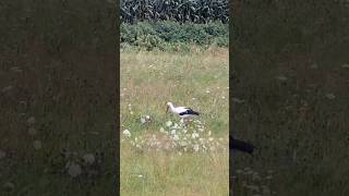 stork feeding in the morning