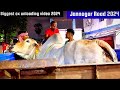 Biggest ox and cows unloading video 2024 #angrycow #angrycowvideo #angrybull