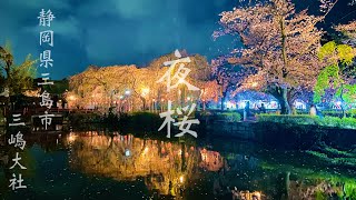 【三嶋大社　桜ライトアップ】-4K- 『夜桜』　水面に映る桜のライトアップが本当に綺麗でした　cherry blossom in japan　静岡県三島市