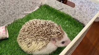 博多のハリネズミカフェのハリネズミがおやつを食べる様子