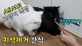 고양이 치석제거 간식으로 해결하세요!