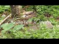 ಅಬ್ಬಾ ಇವರ ಮನೆ ಸುತ್ತ ಹೇಗಿದೆ ನೋಡಿ kuranimakki home tour part 2 nature jotejoteyaliwithshruthi