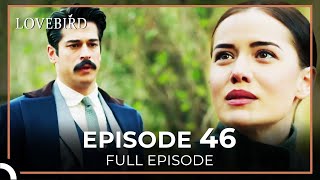 Lovebird Episode 46