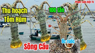 Thu Hoạch 100 Tấn Tôm Hùm Xanh Tại Vịnh Sông Cầu Phú Yên, Món Ốc Ruốc Siêu Tí Hon Tại Bình Định