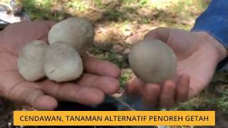 Penoreh tanam cendawan