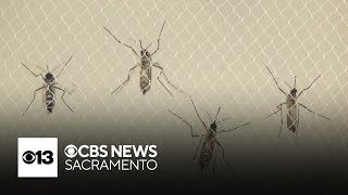 Officials warn of surge in summer mosquitoes in Sacramento