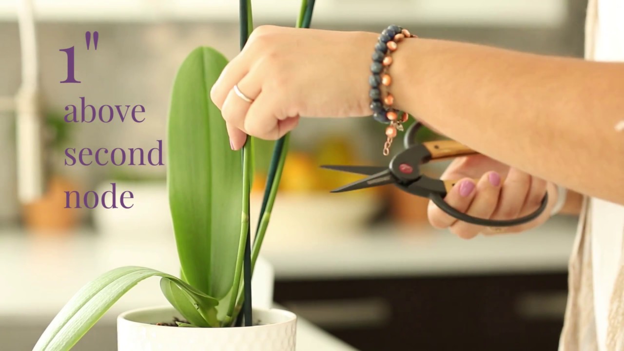 How Do I Care For My Orchids After Blooming Ends? - YouTube