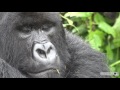 rwanda gorillas in 4k