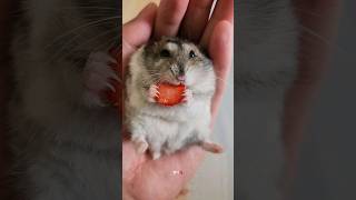 딸기 먹방🍓 #cute #kkaburi #hamster #ハムスター #햄스터 #햄스타그램 #맹수 #까불이 #MUKBANG #딸기