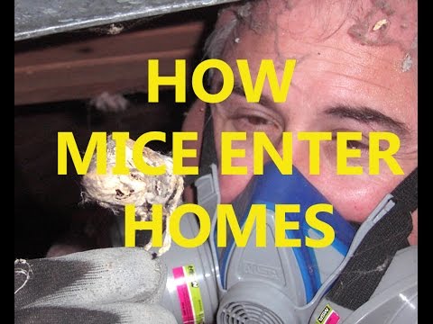 How mice enter homes How mice enter homes