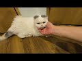 スコティッシュフォールドの希少種ダイリュートキャリコのマルは猫嫌い（保護猫カフェ森のねこ舎）淡路　dilute calico scottish fold is very rare