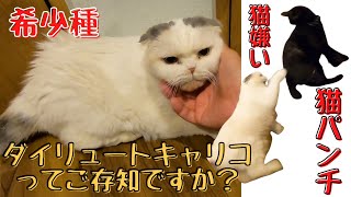 スコティッシュフォールドの希少種ダイリュートキャリコのマルは猫嫌い（保護猫カフェ森のねこ舎）淡路　Dilute Calico Scottish Fold is very rare