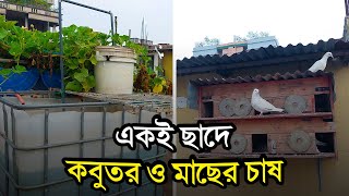 আকাশের পাখি,কবুতর ও নদীর মাছ একই ছাদে পালন করছে যেভাবে!