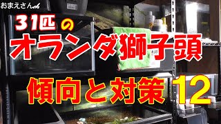 【金魚飼育】傾向と対策１２～稚魚達の成長は早いので対策を……