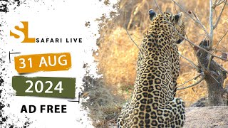 Epic Caturday with Nhenhe \u0026 Xidulu - SafariLIVE Sunset - 31 August 2024 - AD FREE