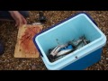 catching and cooking mackerel