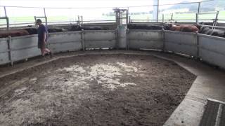 ProWay cattle yards - Mt Schanck, South Australia