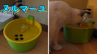 【ヌルマ~ユ】元保護猫のエースとリリィの成長記㉙