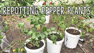 How to Transplant Pepper Plants