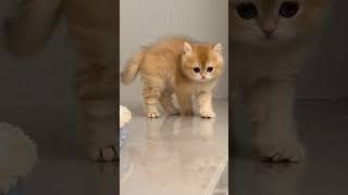 #cat #cutecat #cats #catlover #funnyvideo #funnycats #love #lovely #cute #shorts #shortsvideo #viral