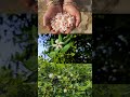 positive energy in nature பாரிஜாதம் மலர் பவள மல்லி nature trending viral shortsfeed shorts