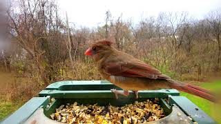 2024-12-18 Cardinals in the Rain