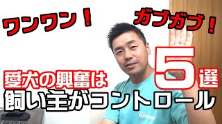 【犬　しつけ】興奮ってダメなの？愛犬の興奮を飼い主がコントロール出来るようになる５つのポイント〖犬のしつけ幼稚園＠神戸〗byかずま先生