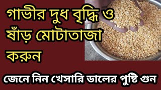 খেসারি ডালে গাভীর দুধ বৃদ্ধি ও ষাঁড় মোটাতাজা হয় । জেনে নিন খেসারি ডালের পুষ্টি গুন