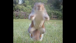 Battle royale in the backyard! WILD squirrel fight and an angry groundhog