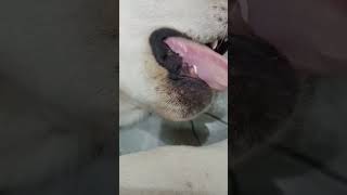 dog eating ball #shorts #youtube #shortsvideo