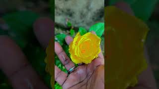 ఇవాళ మా పెరట్లో🌹 (yelloroses )పూసవి good morning friends support my channel subscribe and like Sher👍