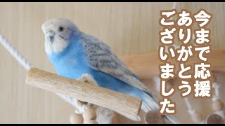 セキセイインコ レオさま