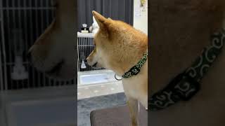 救急車の音が聞こえると遠吠えしたくなる柴犬 #shorts