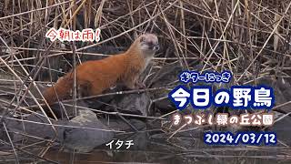 ギター日記　今日の野鳥　・　まつぶし緑の丘公園　2024年3月12日