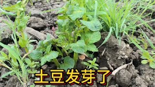 同一天种的土豆怎么一半长叶子了一半还没有#沪漂 #开荒种菜