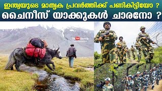 Yaks stray across Indo-China border | ഇന്ത്യയുടെ മാതൃക പ്രവര്‍ത്തിക്ക് പണികിട്ടിയോ ?