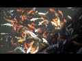 mosh pit fish